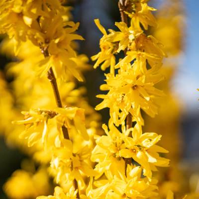 forsythie-gartenpflanzen-pflanzen forsythie-gartenpflanzen-pflanzen