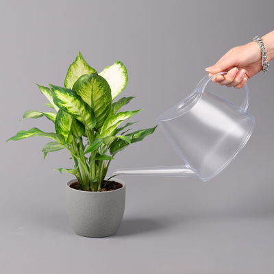 Dieffenbachie 'Camilla', Topf-Ø12cm, Höhe ca. 25 cm, 3er-Set