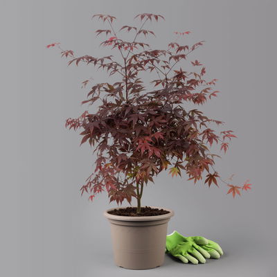 Roter Fächerahorn 'Bloodgood', Höhe 80 - 100 cm, Topf 10 Liter