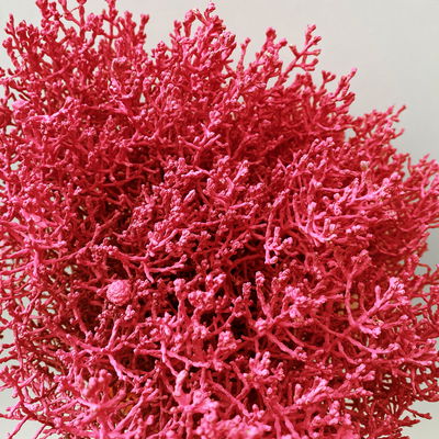 Calocephalus, rot gefärbt, Topf-Ø 12 cm, 6 Pflanzen