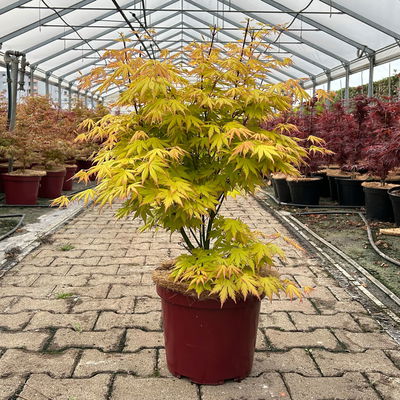 Japanischer Fächerahorn 'Orange Dream', Höhe 80 - 100 cm, Topf 10 Liter