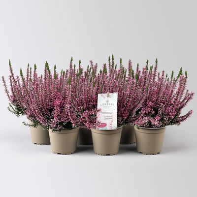 Calluna 'Garden Girls® Lönneby', lila, Topf-Ø 13 cm, 6 Pflanzen