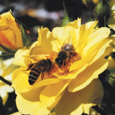 Bodendeckerrose 'Bienenweide'®, gelb, Topf 3 Liter, 4 Pflanzen Bodendeckerrose 'Bienenweide'®, gelb, Topf 3 Liter, 4 Pflanzen