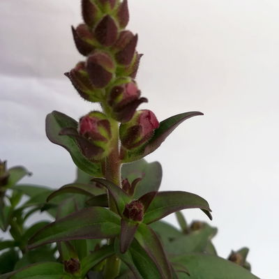 Löwenmäulchen rot, Topf 12 cm Ø, 6 Stück