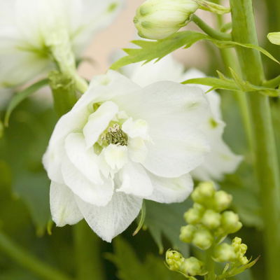 Rittersporn 'New Millenium', weiß, Topf 11x11 cm, 3 Pflanzen Rittersporn 'New Millenium', weiß, Topf 11x11 cm, 3 Pflanzen