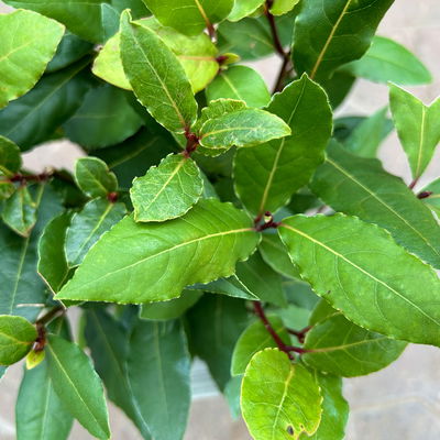 Sunny Herbs® Lorbeer, Topf-Ø 14 cm, 4 Pflanzen