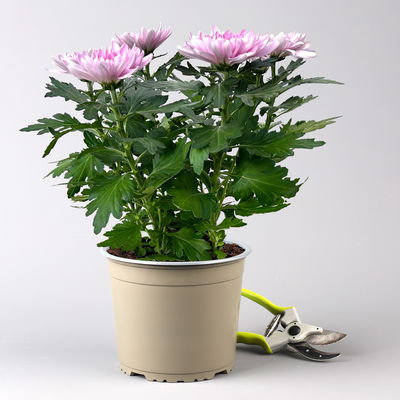 Chrysantheme 'Chrysanne® Zembla', pink, großblumig, Topf-Ø 17 cm, 2 Pflanzen