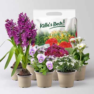 Pflanzenkreation Frühlingsblüten, 7 Pflanzen inkl. Erde