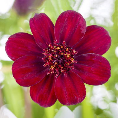 Schokoladenblume, dunkelrot, Topf-Ø 13 cm, 6 Pflanzen