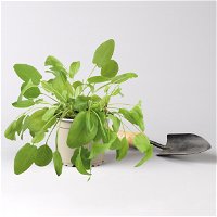 Bio Schattenkräuter-Set, 5 Pflanzen, Topf-Ø 12cm