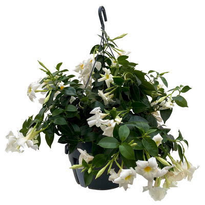 Dipladenie, Farbe zufällig, Ampeltopf-Ø 25/27 cm