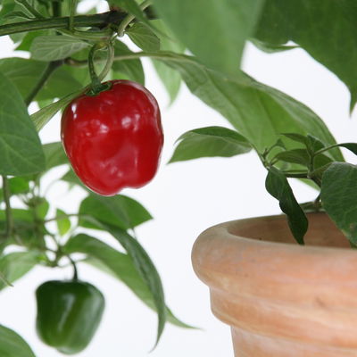 Blu Bio Baum-Chili, Topf-Ø 12 cm, 3er Set Blu Bio Baum-Chili, Topf-Ø 12 cm, 3er Set