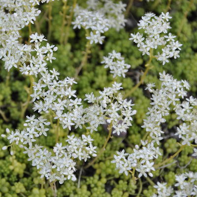 Sedum album 'Coral Carpet', weiß, Topf 9x9 cm, 3 Pflanzen