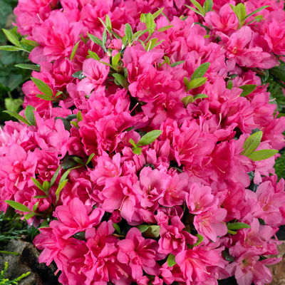Japanische Azalee, Höhe 15-20 cm, Topf 2 Liter, 10er-Set Japanische Azalee, Höhe 15-20 cm, Topf 2 Liter, 10er-Set
