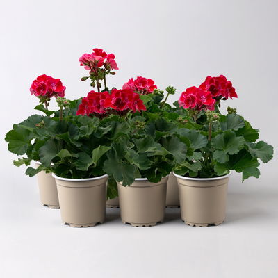 Geranie rot mit hellem Auge, stehend, Topf-Ø 13 cm, 6 Pflanzen