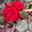 Beetrose 'Kompass'®, rot, Doppelbogen, Topf 10 Liter Beetrose 'Kompass'®, rot, Doppelbogen, Topf 10 Liter