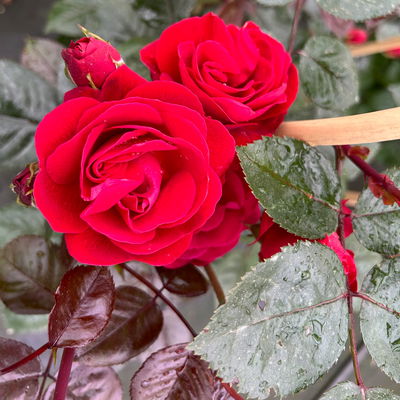 Beetrose 'Kompass'®, rot, Doppelbogen, Topf 10 Liter Beetrose 'Kompass'®, rot, Doppelbogen, Topf 10 Liter