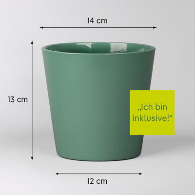 Glückskastanie, inkl. Keramiktopf Dallas seegrün, Topf-Ø 12 cm