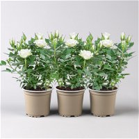 Rose 'Alaska Kordana® Classic' weiß, Topf-Ø 10,5 cm, 3er-Set
