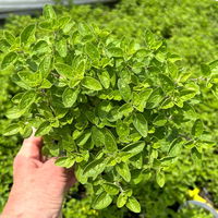 Bio Oregano 'Supreme', Topf-Ø 12 cm Bio Oregano 'Supreme', Topf-Ø 12 cm