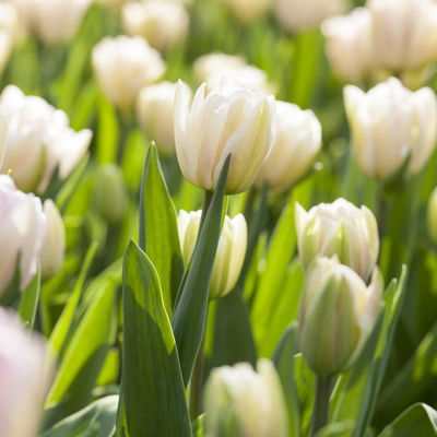 Grabbepflanzung Frühling grün-weiß, 12 Pflanzen