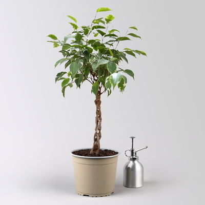 Birkenfeige 'Safrana', Flechtstamm, Topf-Ø 17 cm, Höhe ca. 65 cm Birkenfeige 'Safrana', Flechtstamm, Topf-Ø 17 cm, Höhe ca. 65 cm