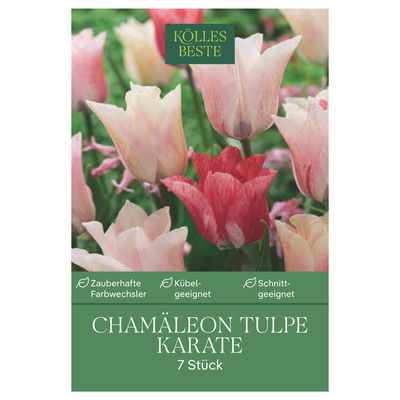 Chamäleon Tulpe 'Karate', weiß-rot, 7 Blumenzwiebeln