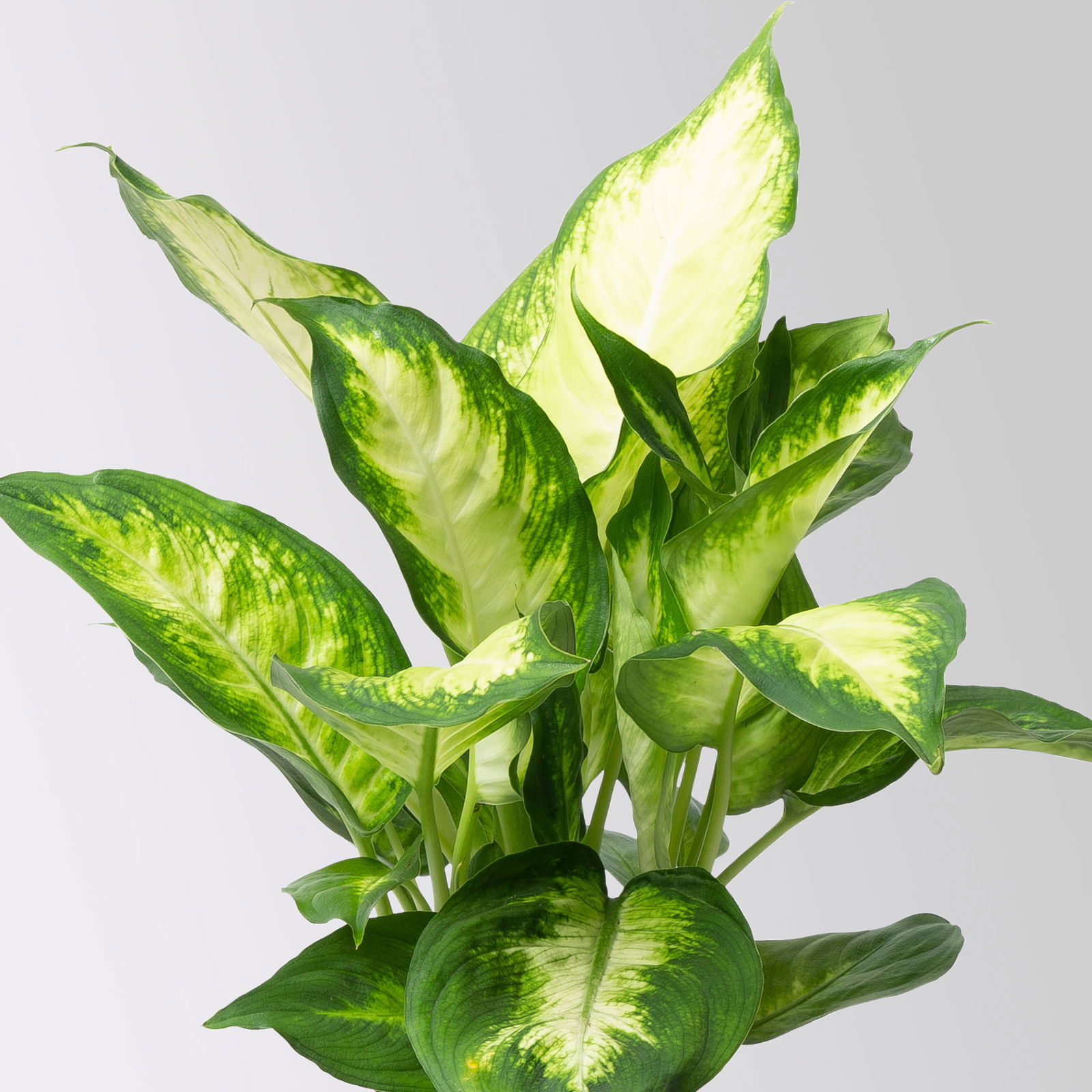 Dieffenbachie 'Camilla', Topf-Ø12cm, Höhe ca. 25 cm, 3er-Set