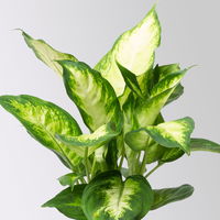 Dieffenbachie 'Camilla', Topf-Ø12cm, Höhe ca. 25 cm, 3er-Set