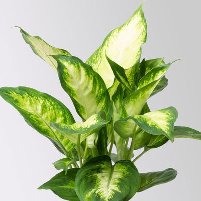 Dieffenbachie 'Camilla', Topf-Ø12cm, Höhe ca. 25 cm, 3er-Set