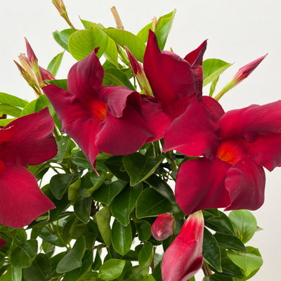 Dipladenie, dunkelrot, Spalier, Topf-Ø 17 cm, Höhe ca. 50 cm, 2 Pflanzen