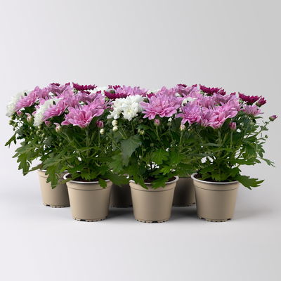 Chrysantheme Trio 'Sweet Melange', weiß-rosa-lila, Topf-Ø 12cm, 6 Pflanzen Chrysantheme Trio 'Sweet Melange', weiß-rosa-lila, Topf-Ø 12cm, 6 Pflanzen
