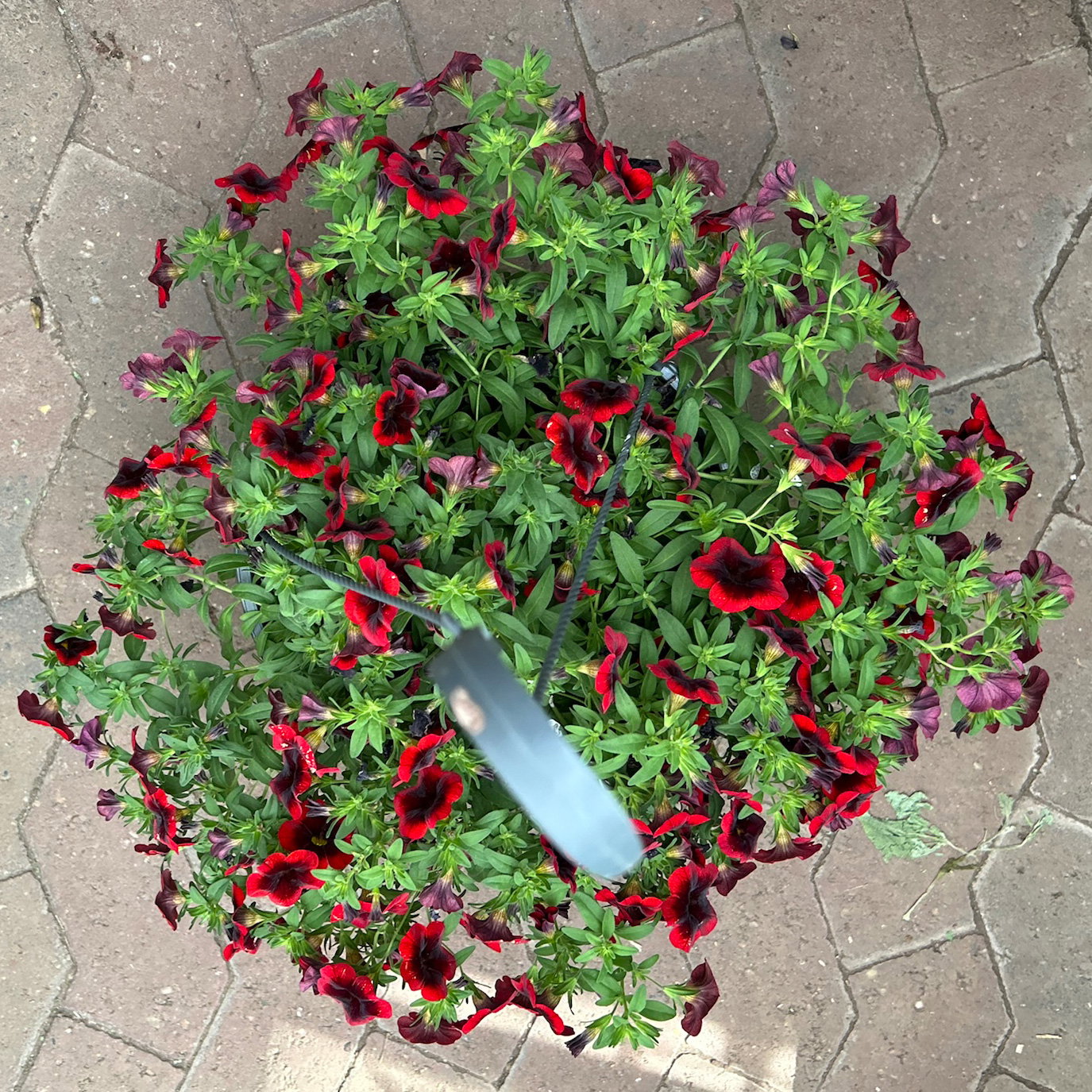 Zauberglöckchen 'Special Red Kiss', rot, Ampeltopf-Ø 27 cm Zauberglöckchen 'Special Red Kiss', rot, Ampeltopf-Ø 27 cm