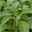 Zuckerblatt, Stevia rebaudiana, Kölle Bio, 12cm Topf, frisch aus unserer Bio-Gärtnerei