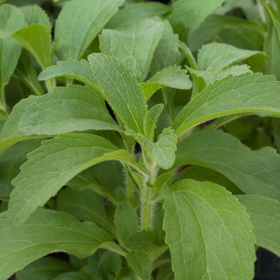 Bio Zuckerblatt, Stevia rebaudiana, Topf-Ø 12 cm Bio Zuckerblatt, Stevia rebaudiana, Topf-Ø 12 cm