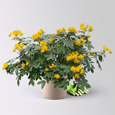 Gewürzrinde, gelb, Topf-Ø 27 Gewürzrinde, gelb, Topf-Ø 27