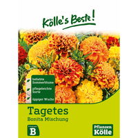 Kölle's Beste Blumensamen Studentenblume 