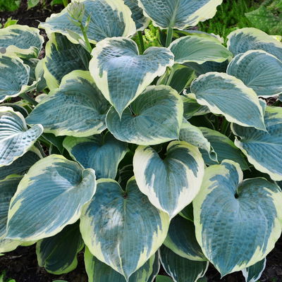 Bio Funkien 'Earth Angel', hellviolett, Topf 11x11 cm, 3 Pflanzen Bio Funkien 'Earth Angel', hellviolett, Topf 11x11 cm, 3 Pflanzen