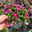 Zauberglöckchen, pink-gelb, Topf-Ø 13 cm, 6 Pflanzen