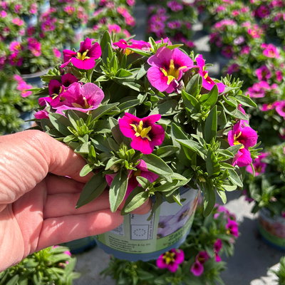 Zauberglöckchen, pink-gelb, Topf-Ø 13 cm, 6 Pflanzen