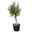 Olivenbaum 'Florida', Stamm, Topf-Ø ca. 33 cm, Höhe ca. 150 cm