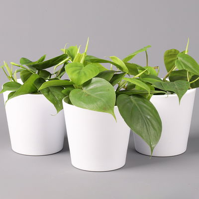 Philodendron scandens in Keramiktopf weiß, Topf-Ø 12 cm, Höhe ca. 20 cm, 3er-Set Philodendron scandens in Keramiktopf weiß, Topf-Ø 12 cm, Höhe ca. 20 cm, 3er-Set
