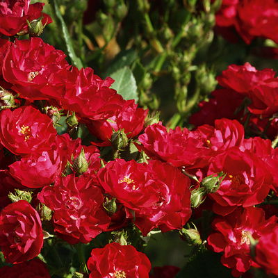 Zwergrose 'Alberich', rot, halbgefüllte Blüten, Topf 3 Liter, 4 Pflanzen Zwergrose 'Alberich', rot, halbgefüllte Blüten, Topf 3 Liter, 4 Pflanzen