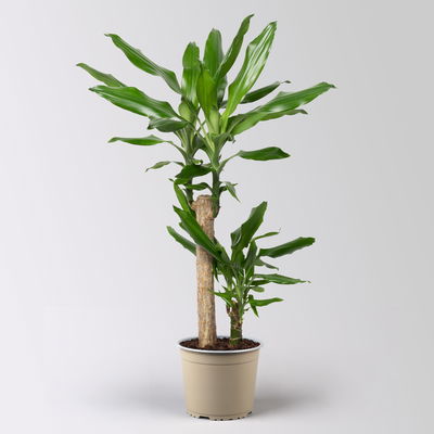 Duftender Drachenbaum 'Steudneri', Topf-Ø 17 cm, Höhe ca. 80 cm Duftender Drachenbaum 'Steudneri', Topf-Ø 17 cm, Höhe ca. 80 cm