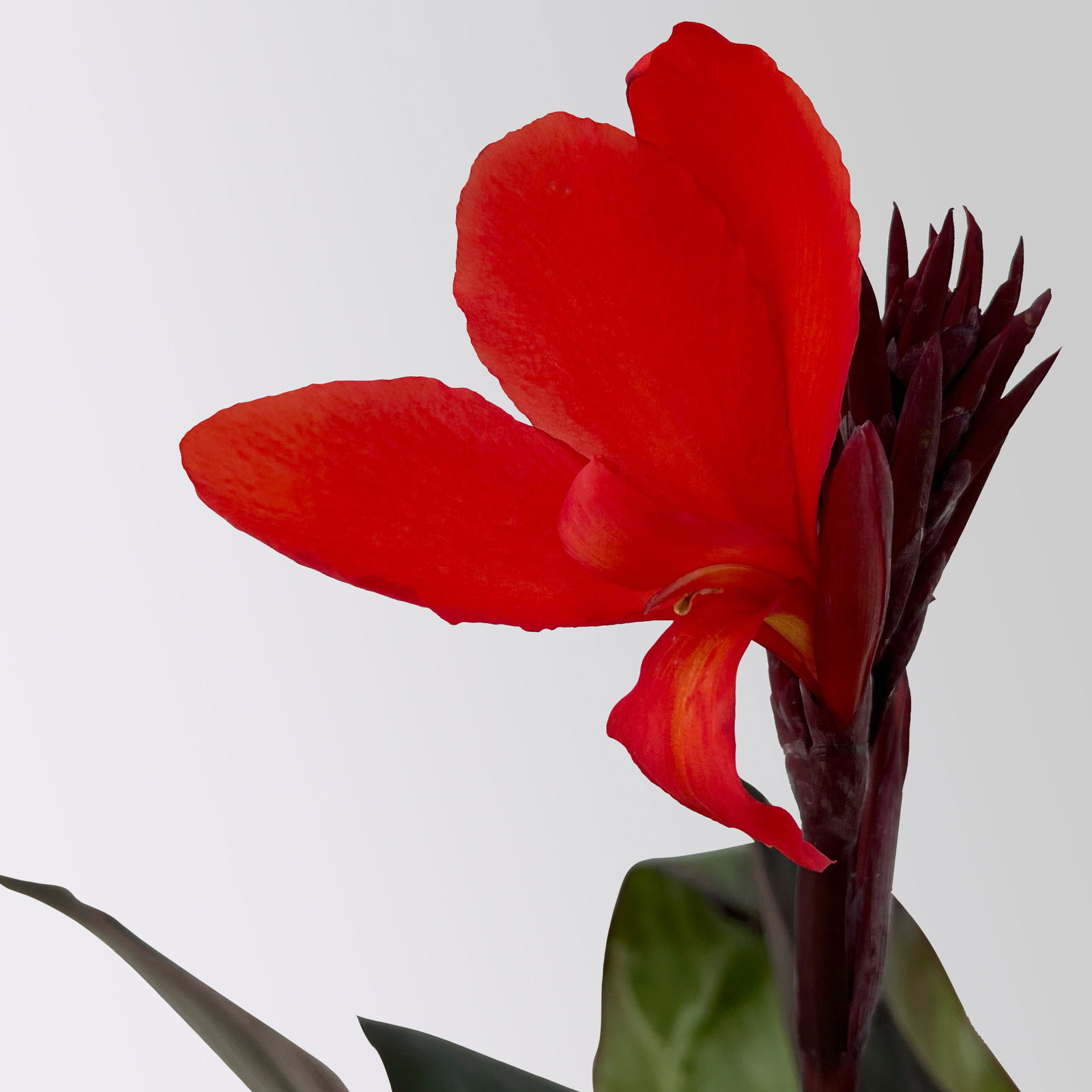 Canna 'Wyoming', hellrot, dunkellaubig, Topf-Ø 17 cm, 2 Pflanzen
