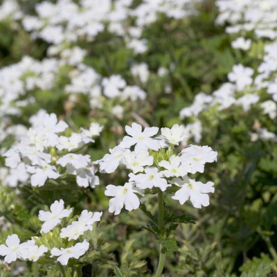 Eisenkraut weiß, Topf-Ø 12 cm, 6 Stück