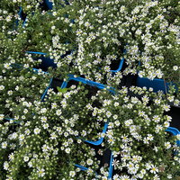 Bio Teppich-Myrthenaster 'Snowflurry', weiß, Topf 11x11 cm, 3 Pflanzen Bio Teppich-Myrthenaster 'Snowflurry', weiß, Topf 11x11 cm, 3 Pflanzen