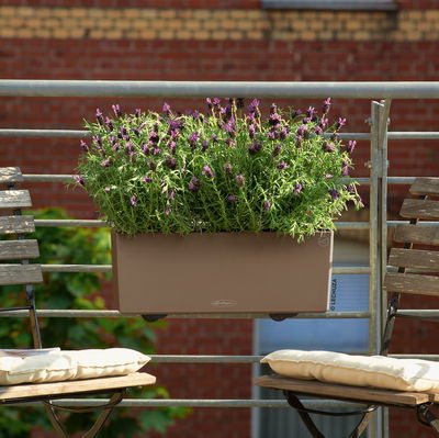 Lechuza 'Balconera Color 50', muskat, ca. 50 x 19 x H 19 cm Lechuza 'Balconera Color 50', muskat, ca. 50 x 19 x H 19 cm