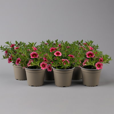 Zauberglöckchen 'Tiki Strawberry' pink, dunkler Schlund, Topf-Ø 13 cm, 6Pflanzen