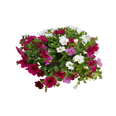 Zauberglöckchen 'Pink Paradise', pink-weiß-rosa, Topf-Ø 12 cm, 6 Pflanzen